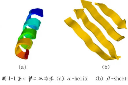 圖 1-1 蛋白質二級結構 (a)  α -helix  (b)  β -sheet 