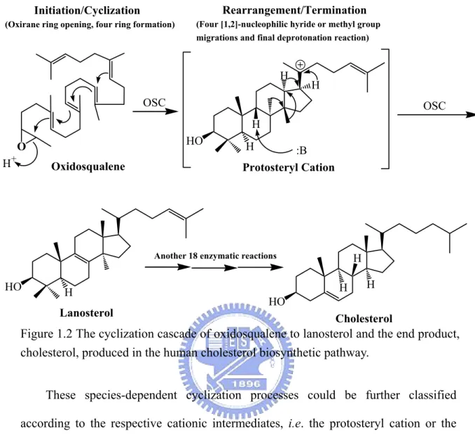 Figure 1.2 The cyclization cascade of oxidosqualene to lanosterol and the end product,  cholesterol, produced in the human cholesterol biosynthetic pathway