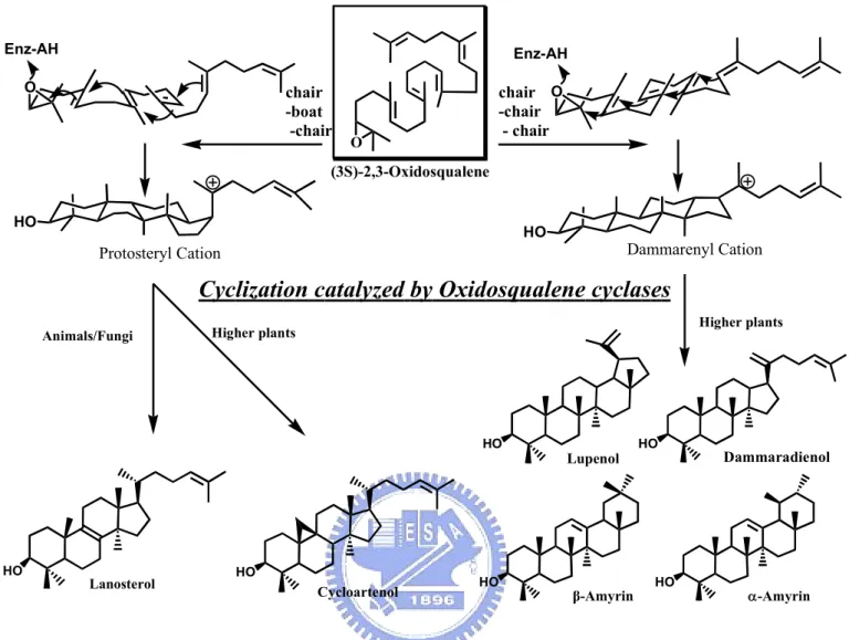 Figure 1.3 The cyclic products are classified according to the stereochemical  configuration of carbocationic intermediates
