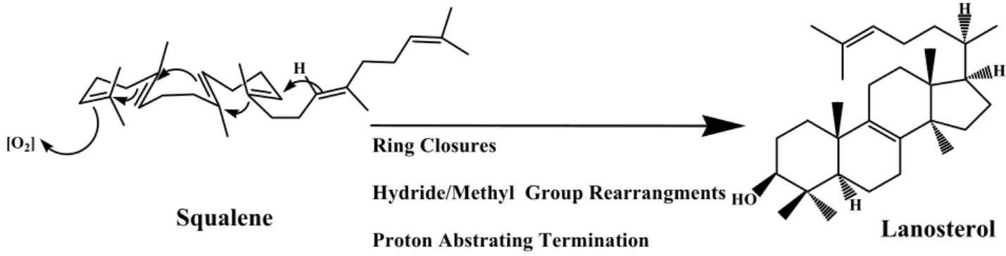Figure 1.5 Squalene cyclization model for lanosterol production, proposed from  Woodward and Bloch