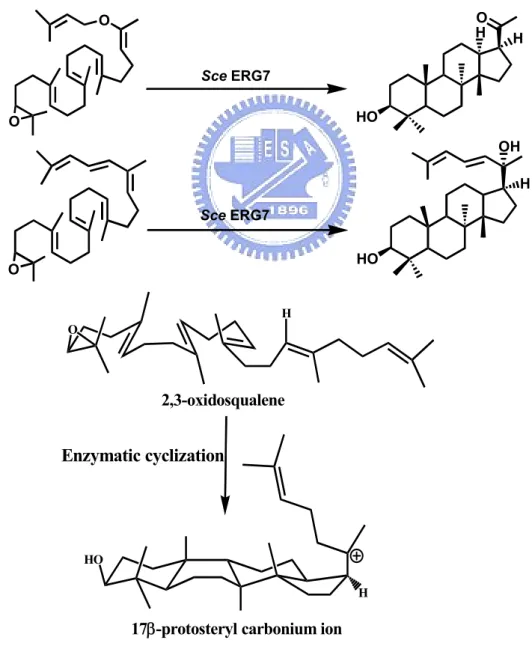 Figure 1.11 Cyclization of oxidosqualene analogs produce 17β-protosteryl  derivatives
