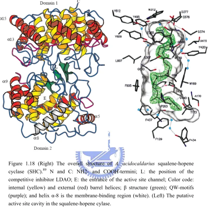 Figure 1.18 (Right) The overall structure of A. acidocaldarius squalene-hopene  cyclase (SHC)