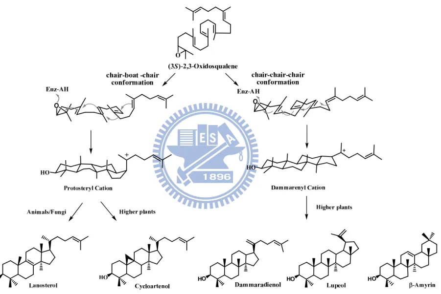 Figure 1.2. Product diversity of oxidosqualene cyclase is acquired by the species-dependent cyclizations and stereochemical configuration of  carboncationic intermediates