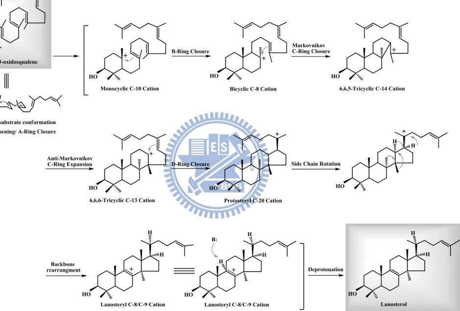 Figure 1.8. Hypothesized cyclization cascade of 2,3-oxidosqualene 
