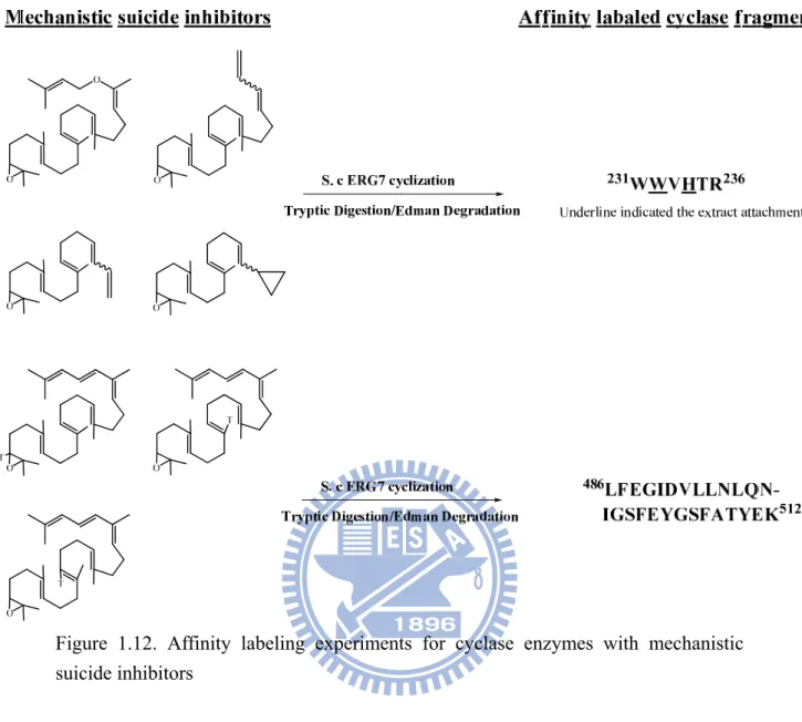 Figure 1.12. Affinity labeling experiments for cyclase enzymes with mechanistic  suicide inhibitors 