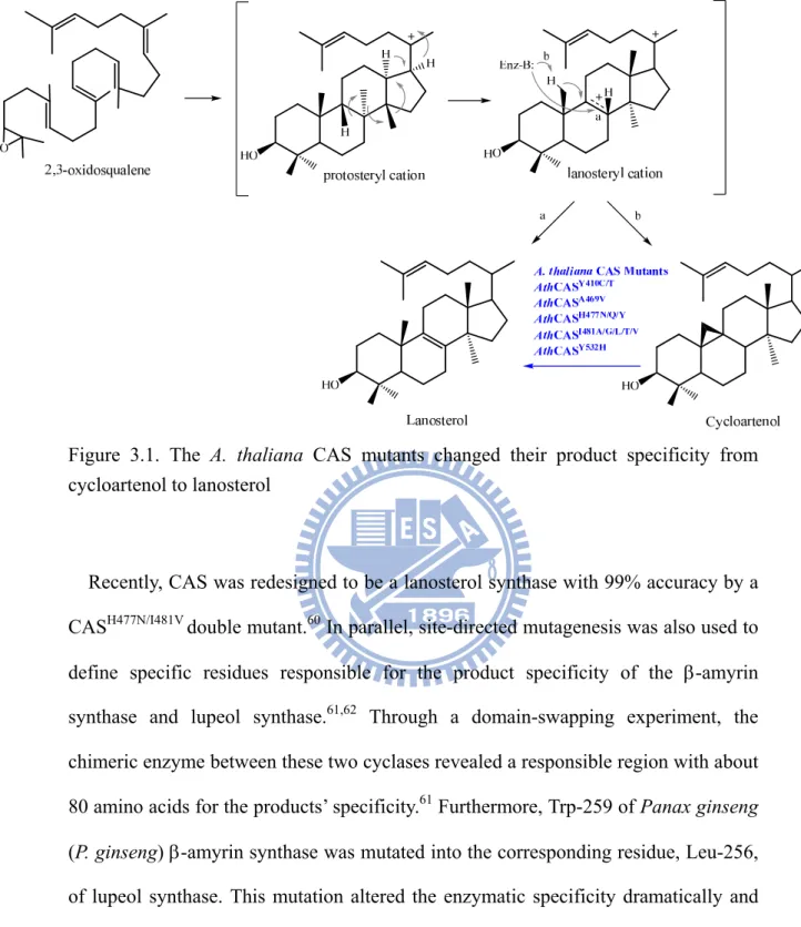Figure 3.1. The A. thaliana CAS mutants changed their product specificity from  cycloartenol to lanosterol 