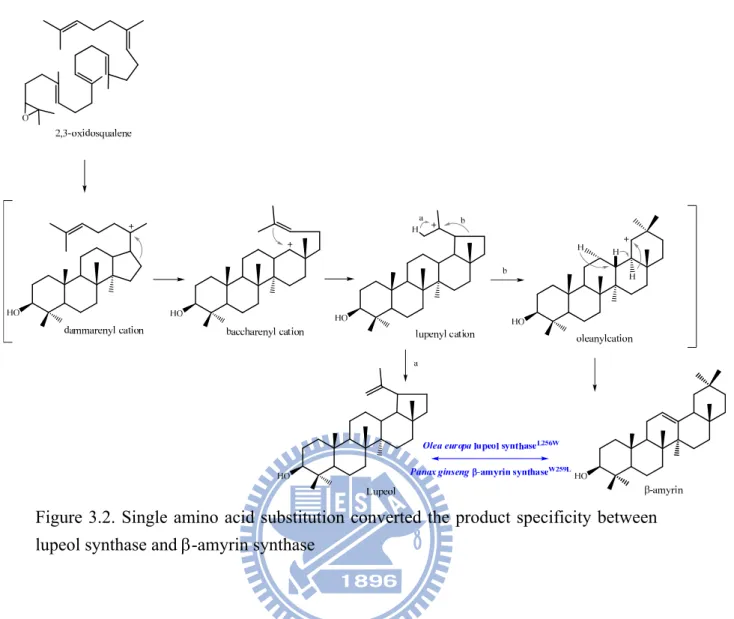 Figure 3.2. Single amino acid substitution converted the product specificity between  lupeol synthase and -amyrin synthase   