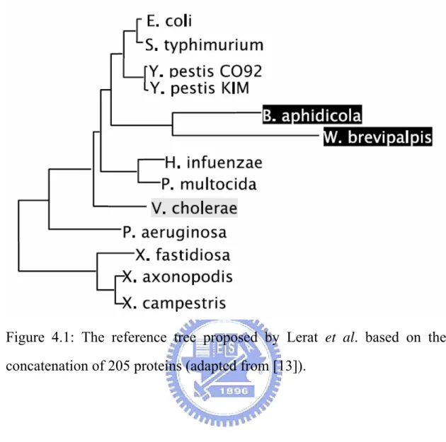 Figure 4.1: The reference tree proposed by Lerat et al. based on the  concatenation of 205 proteins (adapted from [13])