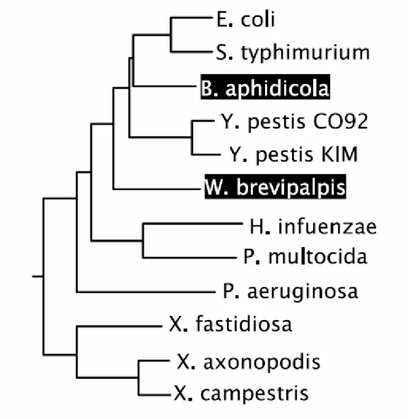 Figure 4.3: The genome tree constructed by Blin et al. based on their  defined breakpoint distances (adapted from [2])