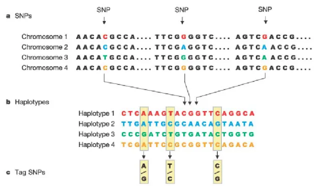 Figure : The construction of the HapMap occurs in three steps. (a) Single nucleotide  polymorphisms (SNPs) are identified in DNA samples from multiple individuals
