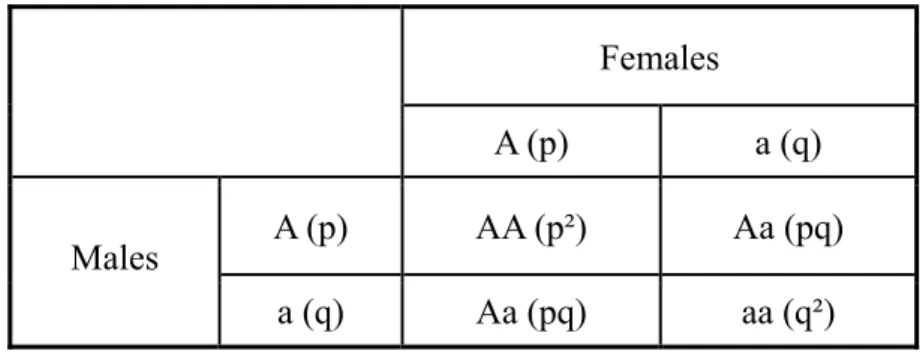 Table : Punnett square for Hardy–Weinberg equilibrium 