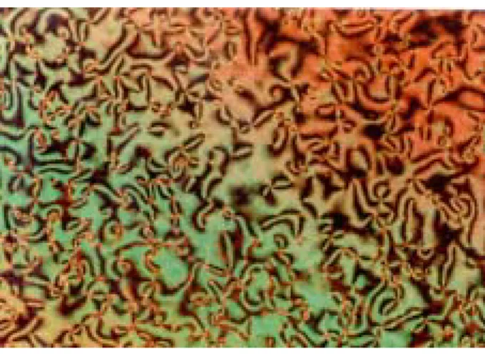 Fig. 1. Photomicrographs of the N phase schlieren texture of M1 at 75℃ 