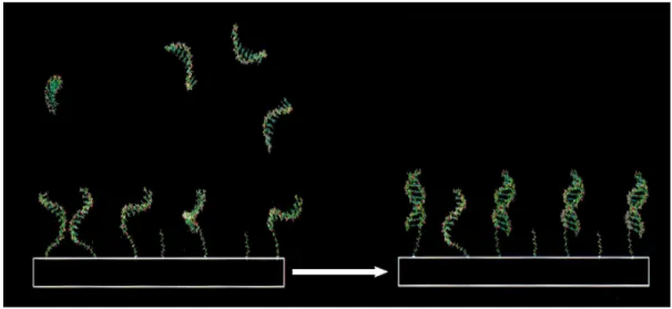 圖 1-4 檢測溶液中與探針 DNA 互補的 DNA 序列[3] 