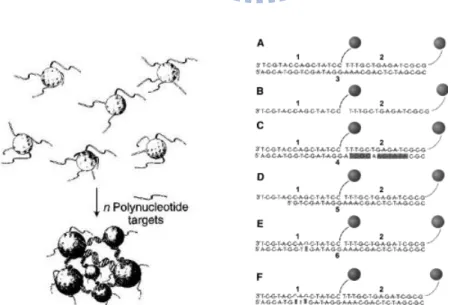 Figure 2.7 Schematic of the concept for aggregation signaling hybridization of AuNPs-oligonucleotide  probe conjugates with oligonucleotide target molecules [52] 