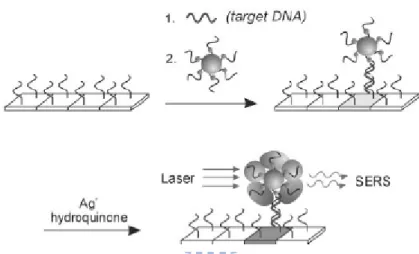 Figure 2.11 Nanoparticles functionalized with oligonucleotides and Raman labels, coupled with  surface-enhanced Raman scattering (SERS) spectroscopy, can be used to perform multiplexed detection  of oligonucleotide targets [62] 