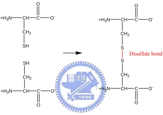 Figure 1. The formation of a disulfide bond.