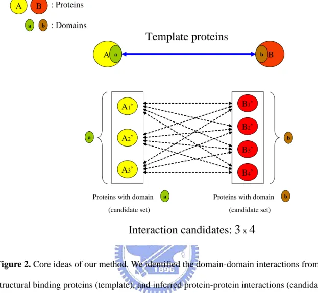 Figure 2. Core ideas of our method. We identified the domain-domain interactions from  structural binding proteins (template), and inferred protein-protein interactions (candidates)  from domain-domain interactions