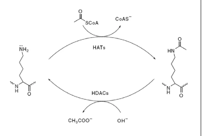 Figure 1.1 Protein acetylation and deacetylation. 