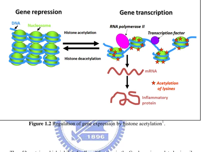 Figure 1.2 Regulation of gene expression by histone acetylation 1 . 