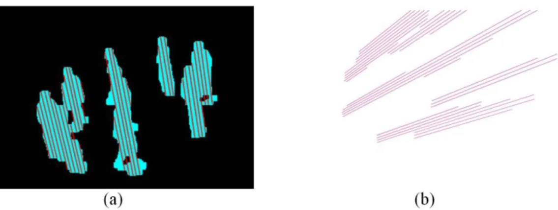 Figure 2.5 The 2D foreground line samples on image projected on ground. (a) Vanishing  point-originated line samples in an image