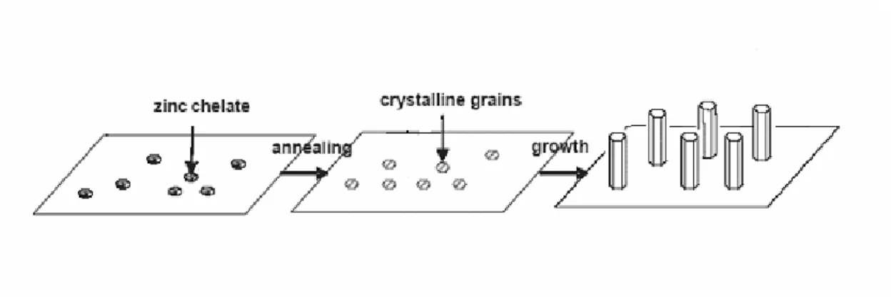 Figure 1-3 growth process of the ZnO nanowires by the hydrothermal method 