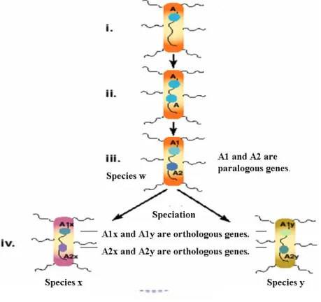 Figure 2.2: Genes A1 and A2 are said to be paralogous genes if they are  derived from a duplication event