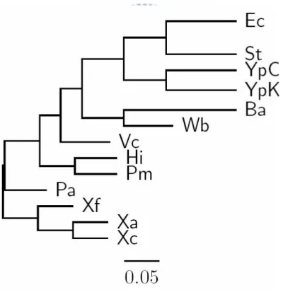 Figure 5.1: The NJ tree proposed by Luo et al. based on the 16S rRNA  sequences for 13γ-Proteobacteria (adapted form [6])