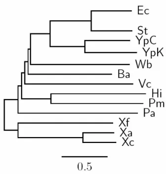 Figure 5.4: The NJ tree constructed by OGtree for 13γ-Proteobacteria. 