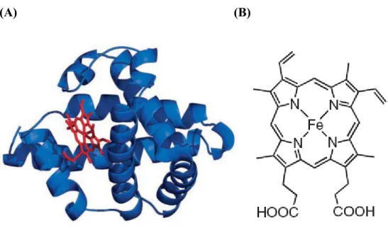 Figure 1-14 (A) The structure of myoglobin. The backbone of myoglobin consists  of eight α-helices (blue) that wrap around a central pocket containing a heme  group (red)