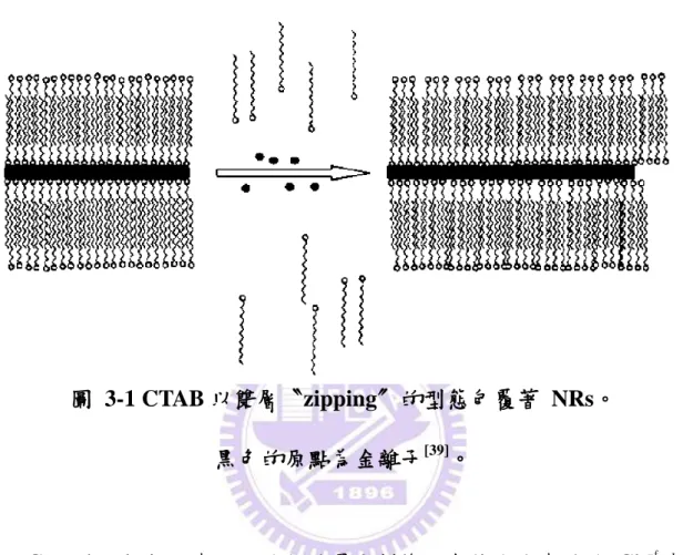 圖  3-1 CTAB 以雙層〝zipping〞的型態包覆著  NRs。  黑色的原點為金離子 [39] 。 