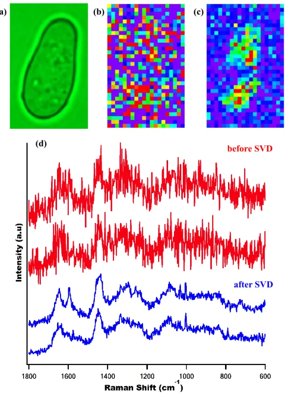 Figure II-5. (a) Optical image of a typical fission yeast cell; (b,c) Raman images  constructed for 1602 cm-1 with raw data before SVD (b) and after SVD analysis  (c);  and  (d)  representative  space-resolved  Raman  spectra  from  the  same  data  which 
