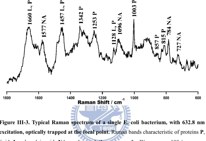 Figure  III-3. Typical  Raman  spectrum  of  a  single  E.  coli  bacterium,  with  632.8  nm  excitation, optically trapped at the focal point
