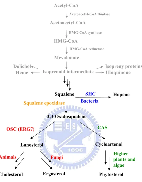 Figure 1.2 Outline of sterol biosynthetic pathway. 