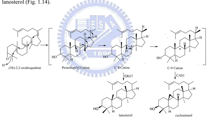 Figure 1.14 Cyclization of oxidosqualene by oxidosqualene-lanosterol cyclase and  cycloartenol synthase