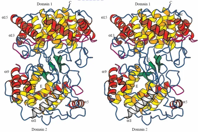 Figure 1.18 Overall structure of A. acidocaldarius squalene-hopene cyclase (SHC). N  and C: NH2- and COOH-termini; L: the position of the competitive inhibitor LDAO; E:  the entrance of the active site channel; Color code: internal (yellow) and external (r
