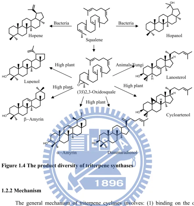 Figure 1.4 The product diversity of triterpene synthases 