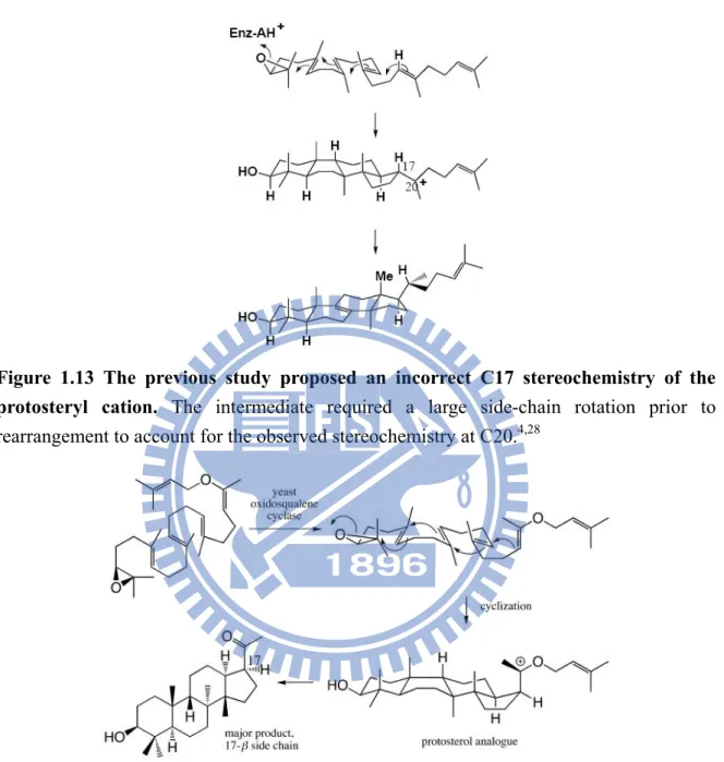 Figure 1.13 The previous study proposed an incorrect C17 stereochemistry of the  protosteryl cation