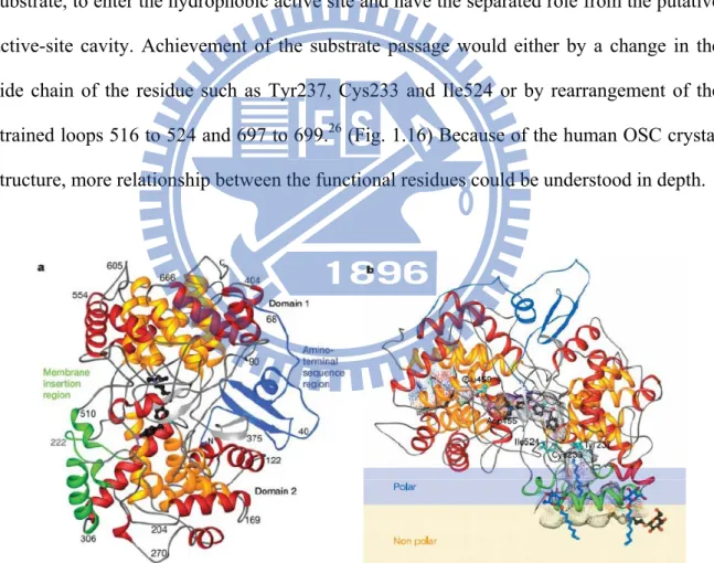 Figure 1.16 Human OSC structure. (a) The ribbon diagram of human OSC. The C and N  termini and several sequence positions are labeled