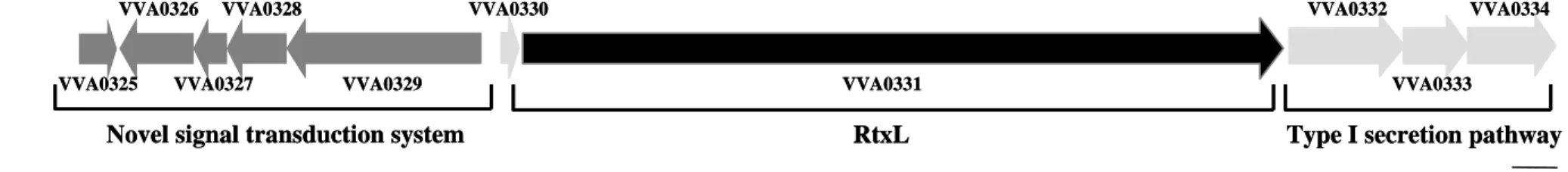 Fig. 1. Genetic structure of the virulence-associated island. The arrows indicate the lengths of the gene fragments and directions of the  transcripts