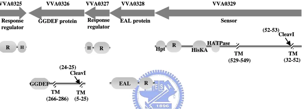 Fig. 2. Schematic diagram of the signal transduction system. The protein translated from each ORF is shown under the gene and the  functional domains are labeled