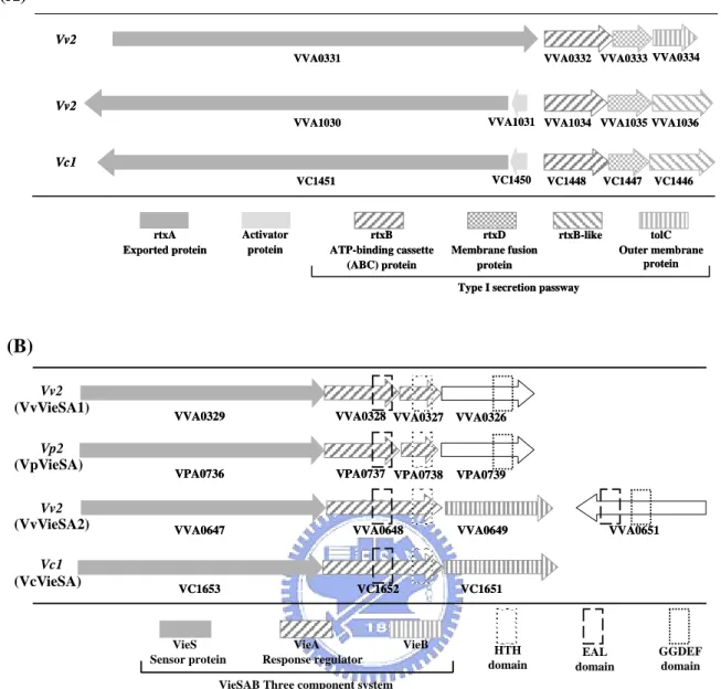 Fig. 3. Comparative analysis of rtxL (A) and vieSAB-like gene clusters (B). The  diagrams (not to scale) depict the gene clusters and paralogous members in V