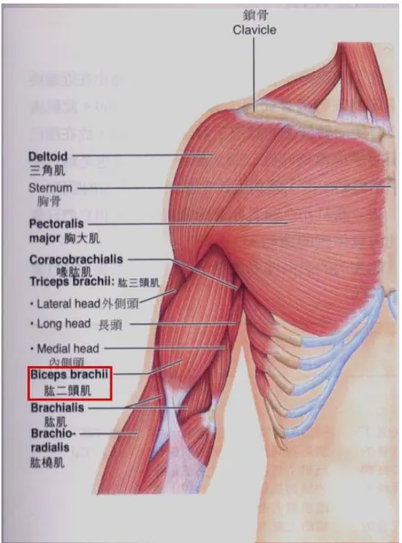 圖 2.5 二頭肌（biceps）肌肉位置  [34] 