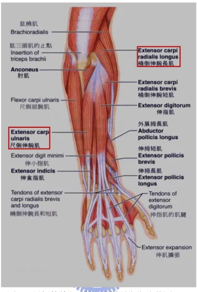 圖 2.6  尺側伸腕肌、橈側伸腕長肌肌肉位置  [34]  在量測貼電極前，必須先確定肌肉的位置以及肌肉表面的清潔，最好用磨砂 膏進行去角質的動作，這是避免雜訊的方法之一，確實地將電極貼在肌腹的位置 以保有最佳的訊號輸出，每次的實驗進行也必須確保兩電極間的距離為一固定 值，一般而言一至二公分都有人採用，而基於電極型式的考量，我們使用的是兩 公分左右的間距。在電極訊號線的部分也必須加以固定，根據我們的實驗得知， 訊號線的晃動會造成很大的雜訊，如果沒有確實地固定，會造成系統的不穩定； 由於除了二頭肌之外的兩條