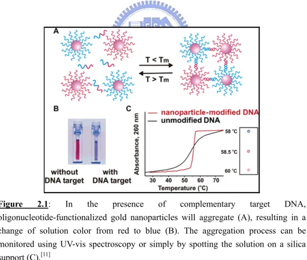 Figure 2.1: In the presence of complementary target DNA,  oligonucleotide-functionalized gold nanoparticles will aggregate (A), resulting in a  change of solution color from red to blue (B)