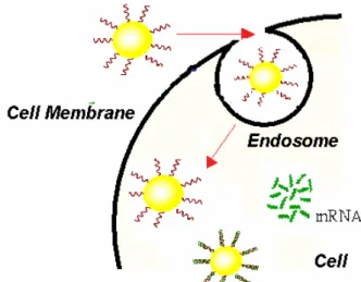 Figure 2.2: The diagram of using of gold nanoparticle-oligonucleotide complexes as  intracellular gene regulation agents for the control of protein expression in cells