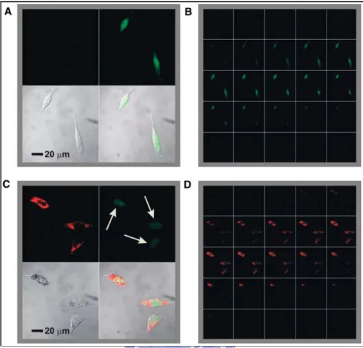 Figure 2.3: Confocal fluorescence microscopy images showing EGFP knockdown. (A)  Untreated control cells (upper left, Cy5.5 emission, 706 to 717 nm; upper right, EGFP  emission, 500 to 550 nm; lower left, transmission image of cells; lower right,  composit