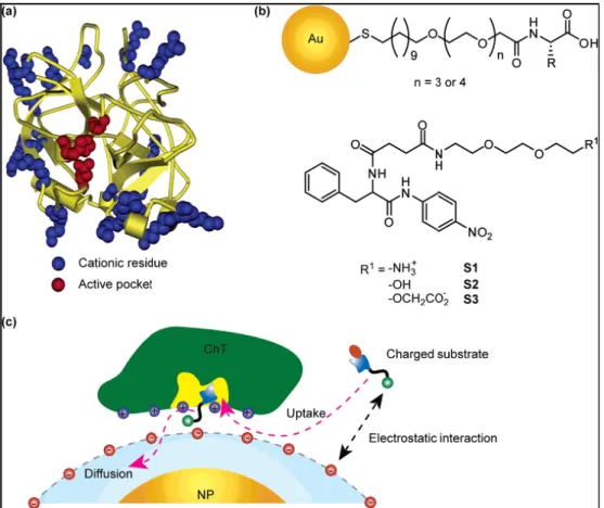 Figure 2.4: a) Molecular structure of α-chymotrypsin. b) Chemical structure of  amino-acid-functionalized gold nanoparticles and substrates