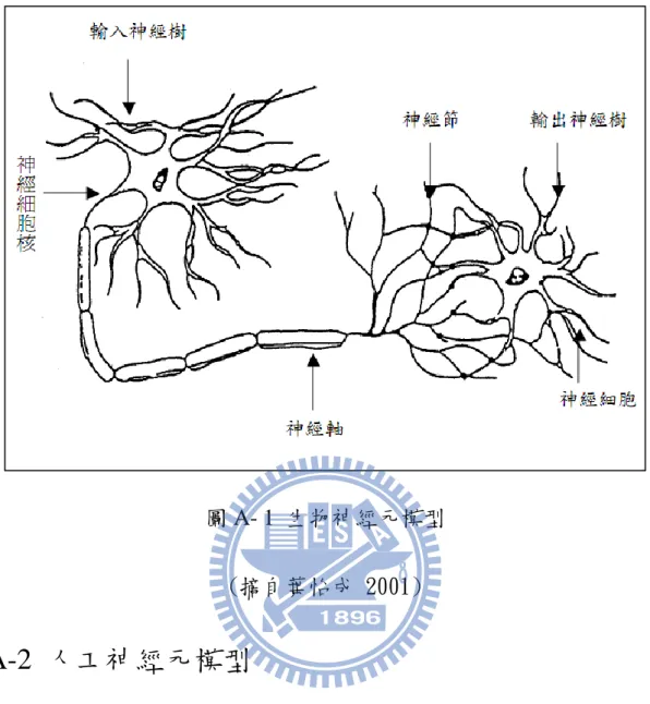 圖 A- 1  生物神經元模型  (摘自葉怡成 2001)  A-2  人工神經元模型  人工神經元模型如圖 A- 2，每一個處理單元(processing element)的輸 出以扇狀送出，做為其他後續連結處理單元的輸入。  處理單元其輸入值與輸出值的關係式，一般可用輸入值的加權乘 積和之函數表示，如式(A-1)：  )(   i jiijjfWXY               (A-1)  Y ：模仿生物神經元的模型的輸出訊號。 