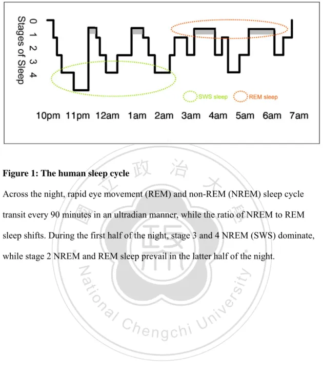 Figure 1: The human sleep cycle 