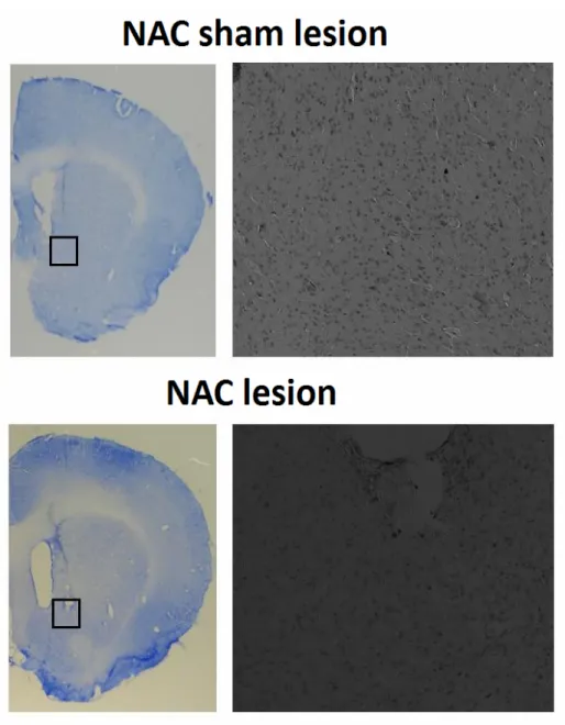 Figure 3.    Photographs of coronal sections with black rectangle (with higher 